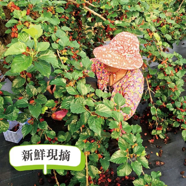 【老農手摘】桑葚濃縮果粒汁600gX4瓶