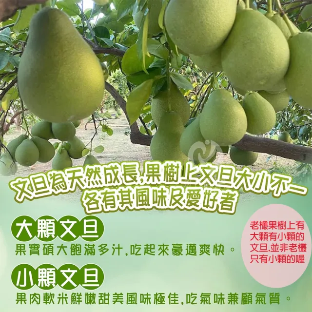 【初品果】台南麻豆老欉文旦禮盒10斤10-18顆x1箱(小果_中秋禮盒_中元普渡_拜拜_企業送禮_好友揪團)