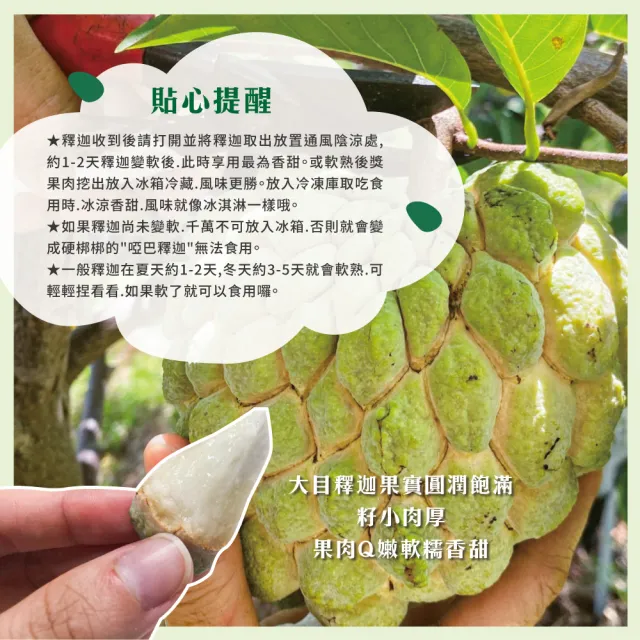 【初品果】台東知本大目釋迦含箱重10斤13-14顆x2箱(產地直送/送禮/禮盒/水果禮盒)
