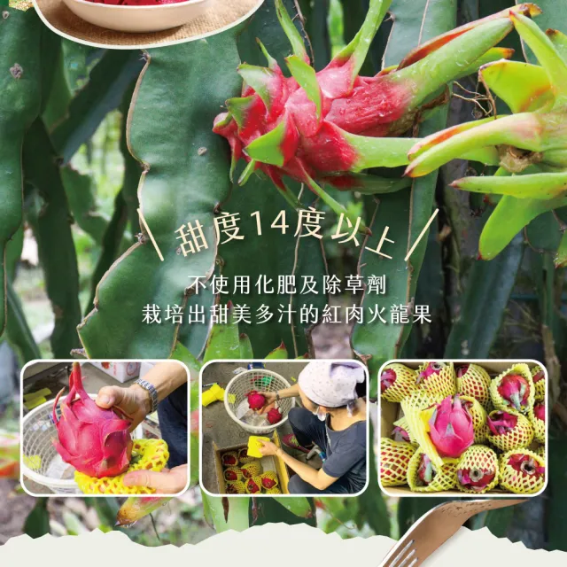 【初品果】台南白河紅肉火龍果含箱5斤6-9顆x1盒(含豐富紅甜花素_清甜多汁)