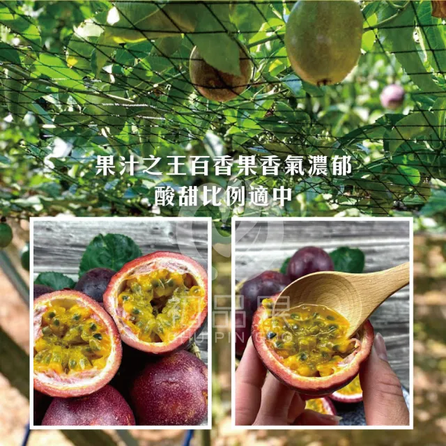 【初品果】南投埔里吊網百香果A級禮盒含箱5斤x4盒(產地直送/送禮/禮盒/水果禮盒)