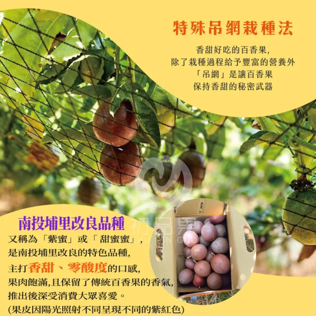 【初品果】南投埔里吊網百香果A級禮盒含箱5斤x1盒(產地直送/送禮/禮盒/水果禮盒)