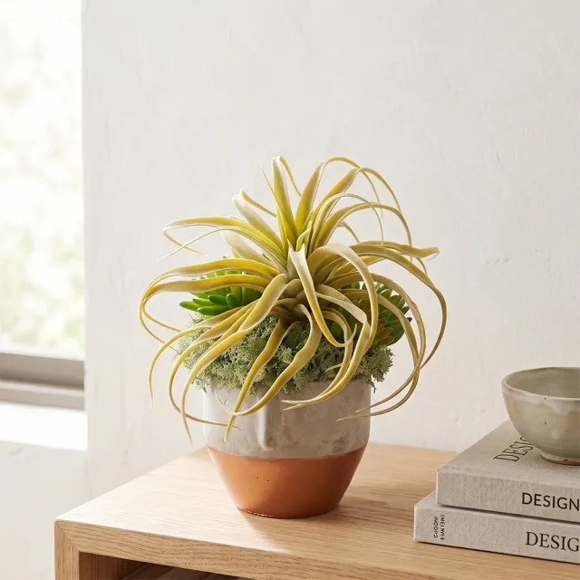 【HUGO DECO 榆果傢飾】植毛空氣鳳梨多肉植栽(擬真植物/禮物/綠化/永不凋零/佈置/聖誕節)