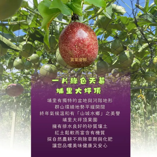 【賞菓優鮮】埔里吊網藍星紫薇百香果精美禮盒2盒(28-35粒/5斤±10%/盒X2盒)(新鮮現採_產地直送)
