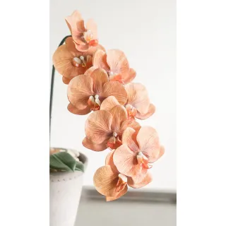 【Hutte】Orchid Garden Gift Box 擬真日本瀑布蝴蝶蘭禮盆 (Bergspotter D16cm)