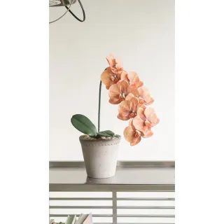【Hutte】Orchid Garden Gift Box 擬真日本瀑布蝴蝶蘭禮盆 (Bergspotter D16cm)