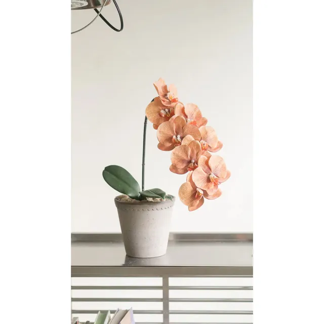 【Hutte】Orchid Garden Gift Box 擬真日本瀑布蝴蝶蘭禮盆 (Bergspotter D16cm)