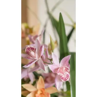 【Hutte】Orchid Garden Gift Box 擬真蘭園禮盆 (Lightly Vera)