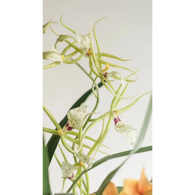 【Hutte】Orchid Garden Gift Box 擬真蘭園禮盆 (Lightly Vera)