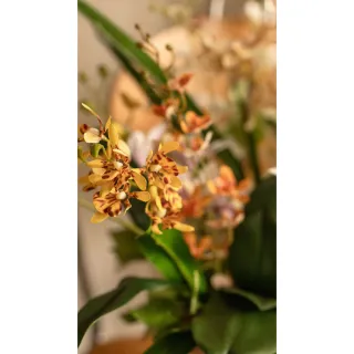【Hutte】Orchid Garden Gift Box 擬真蘭園禮盆 (Bergspotter Helena)