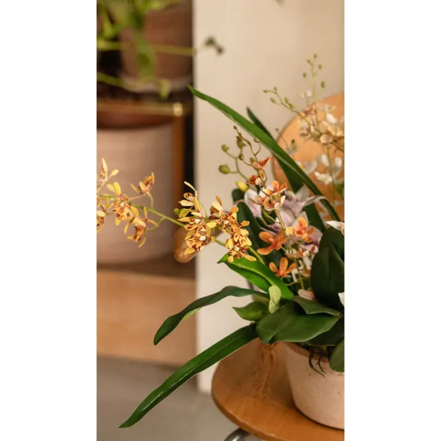 【Hutte】Orchid Garden Gift Box 擬真蘭園禮盆 (Bergspotter Helena)