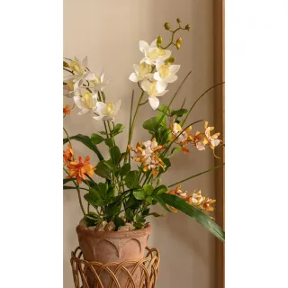 【Hutte】Orchid Garden Gift Box 擬真蘭園禮盆 (Bergspotter Elizabeth)