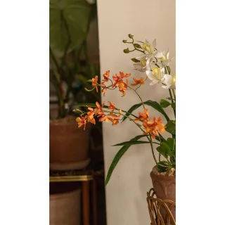 【Hutte】Orchid Garden Gift Box 擬真蘭園禮盆 (Bergspotter Elizabeth)