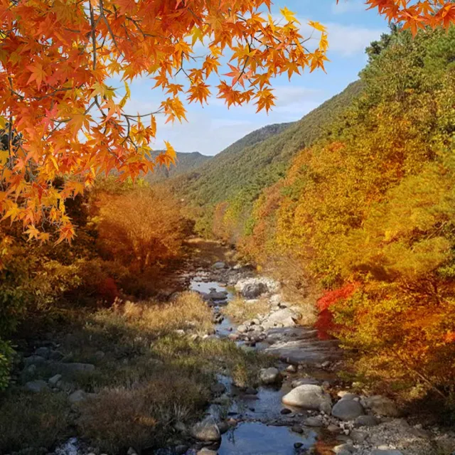 清易賞楓趣五日★愛寶樂園、俗離山、景福宮、塗鴉秀、汗蒸幕(早去晚回足五天)