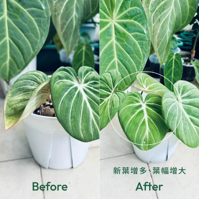 【1%植物關鍵】1%植物營養精華60mlx3(觀葉植物肥料 室內盆栽液肥 多肉植物養分 居家植栽營養劑 營養液)