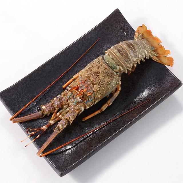 【華得水產】野生頂級龍蝦8隻組(200-250G/隻)
