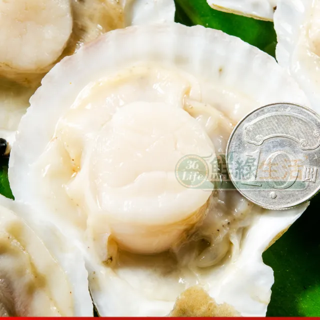 【鮮綠生活】鮮美大扇貝 共8包(300g±10%/包 約7-10顆/包;)