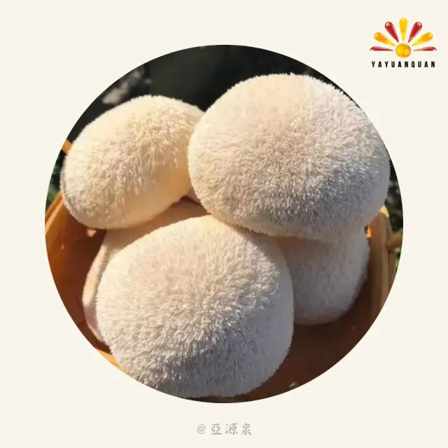 亞柏林 猴頭菇 80g/包 10包組(贈亞源泉系列商品1包)