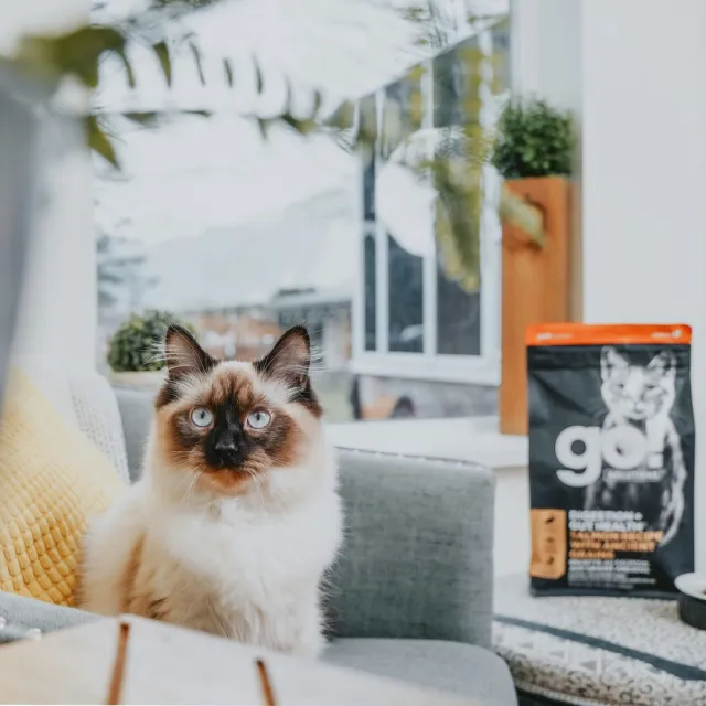 【Go!】鮭魚 6磅 腸胃保健系列 全貓配方(貓糧 貓飼料 腸胃敏感 益生菌 全齡貓 寵物食品)