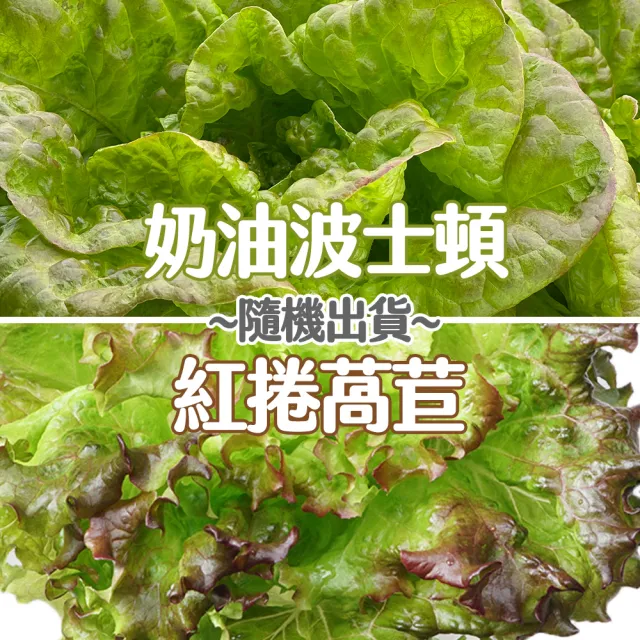 合家歡 綜合生菜250g x 4袋裝《每週二-四出貨》