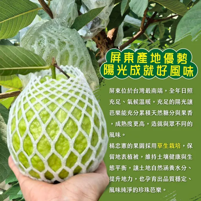 【初品果】各大媒體專訪 青農楊忠憲 牛奶珍珠芭樂禮盒8斤x2箱(大小粒數不限 冷藏宅配 屏東產地直送)