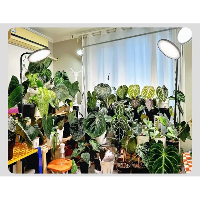 【諾必行】100瓦植物補光燈 模擬仿太陽全光譜 LED室內多肉花卉蔬菜綠植專用生長燈（落地款/定時調光控制）