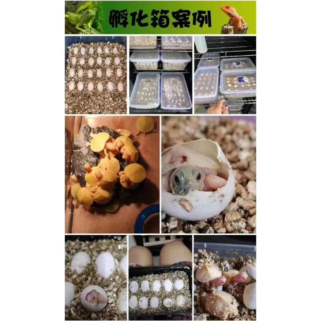 【RTAKO】寵物孵化箱 爬寵孵化機 恆溫孵化櫃 16L 智能孵化器 恆溫櫃 觸控調節 櫃腳可調 恆溫箱 孵蛋器