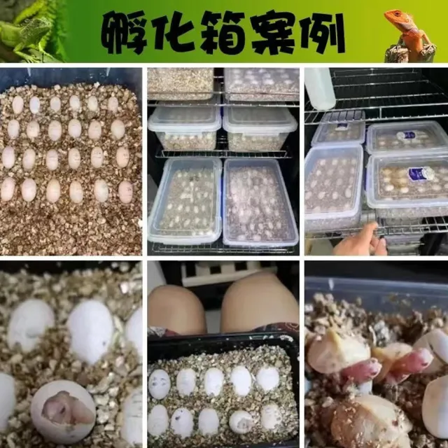 【RTAKO】寵物孵化箱 爬寵孵化機 恆溫孵化櫃 48L 智能孵化器 恆溫櫃 觸控調節 櫃腳可調 恆溫箱 孵蛋器
