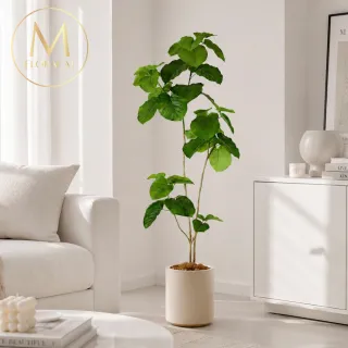 【Floral M】居家人氣心葉榕160cm大型仿真植栽（贈花盆）(仿真樹/免澆水/室內佈置/居家裝飾/招財擺設)