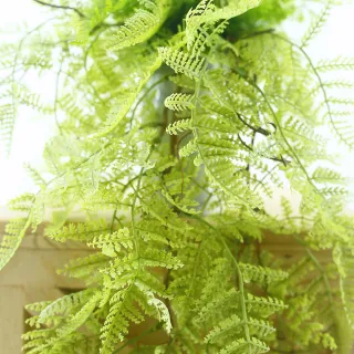 【HUGO DECO 榆果傢飾】淺綠蕨草藤蔓植栽(擬真植栽/垂墜植栽/藤蔓/居家佈置/節慶送禮)