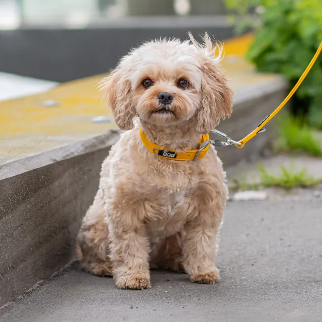 【DOG Copenhagen】丹麥犬Urban Classic Collar 防水寵物項圈-S(多色可選)