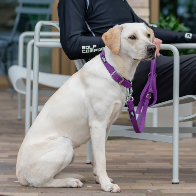 【DOG Copenhagen】丹麥犬Urban Classic Collar 防水寵物項圈-S(多色可選)