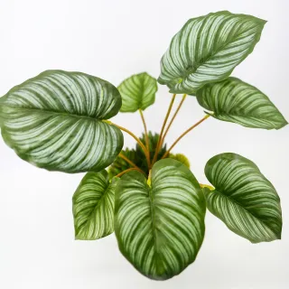 【HUGO DECO 榆果傢飾】特級擬真青蘋果竹芋葉盆栽(擬真植物/禮物/綠化/永不凋零/佈置/觀葉植物)
