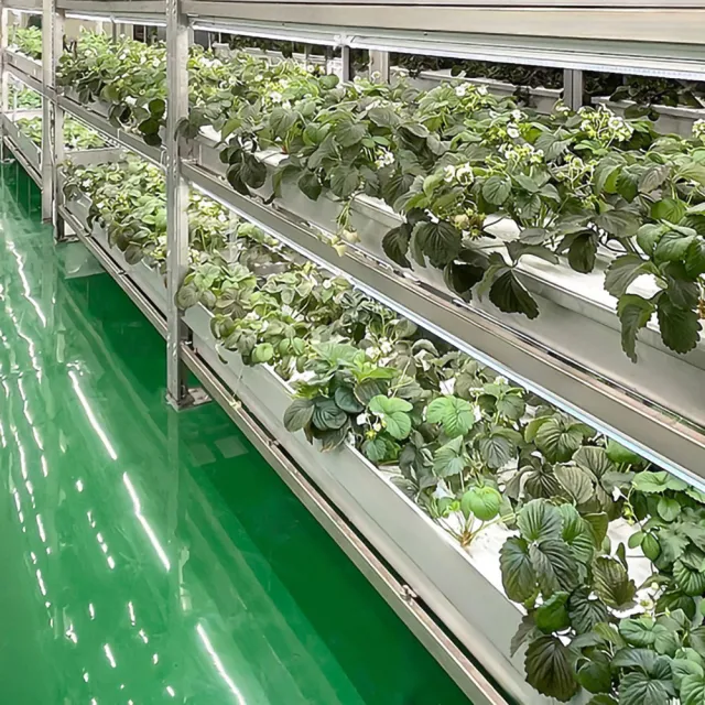合家歡 水耕白草莓 旗艦新品-330g白草莓頂級禮盒(1盒組)(中大果up)