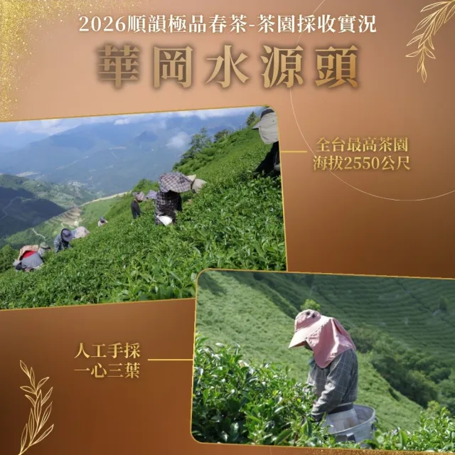 【順韻茶葉】華岡水源頭一斤組75g x 8包(共1斤)