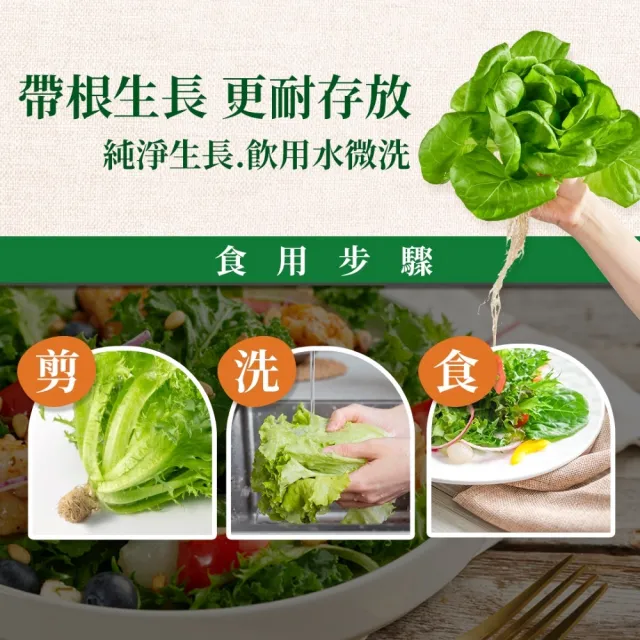 【源鮮智慧農場】超級綠鑽羽衣甘藍箱200g x 3盒(羽衣甘藍｜生菜沙拉｜水耕生菜)