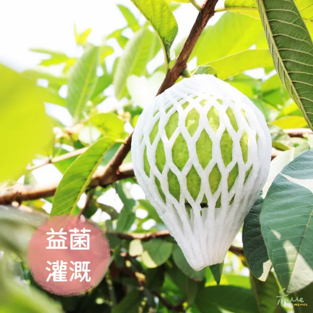 【禾ME】屏東紅心芭樂王5斤(6-12顆)雙十一組合