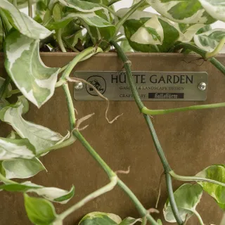 【Hutte】LUSH HAVEN 綠意家園 室內地生蔓組合盆(豐富款)
