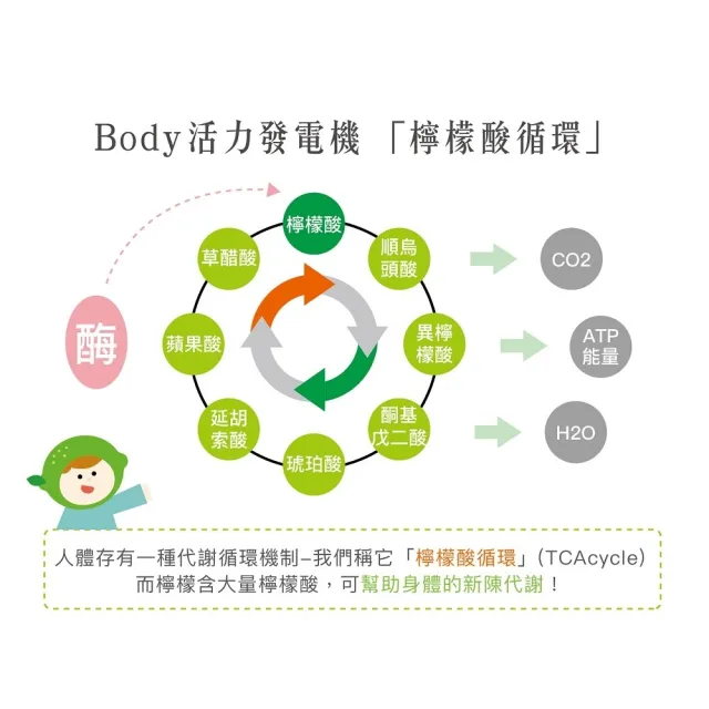 【萃綠檸檬】L80酵素精萃液 特惠3盒組 12瓶/盒(贈L80酵素精萃液X2瓶 20ml/瓶)
