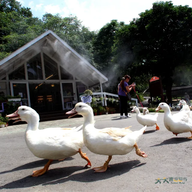 【農遊超市】苗栗 飛牛牧場｜典璞四人房住宿1晚＋早餐＋牧場門票＋迎賓乳製品+贈親子晚餐及鮮乳冰淇淋