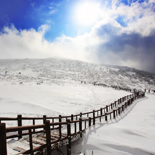 易起濟州冬雪五日-汗蒸幕、漢拏山賞雪、島中島牛島、森林小火車、羊駝牧場體驗(早去晚回)