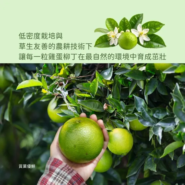 【賞菓優鮮】台南正老欉古早味雞蛋柳丁精美禮盒2盒(30-40粒/5斤X2盒)(金秋寒露限定_產地鮮採直送)