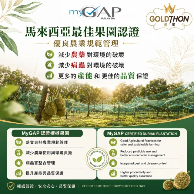 【Gold Thon】馬來西亞老樹貓山王榴槤果肉400克x1盒(真空貼體盒裝  清真認證)