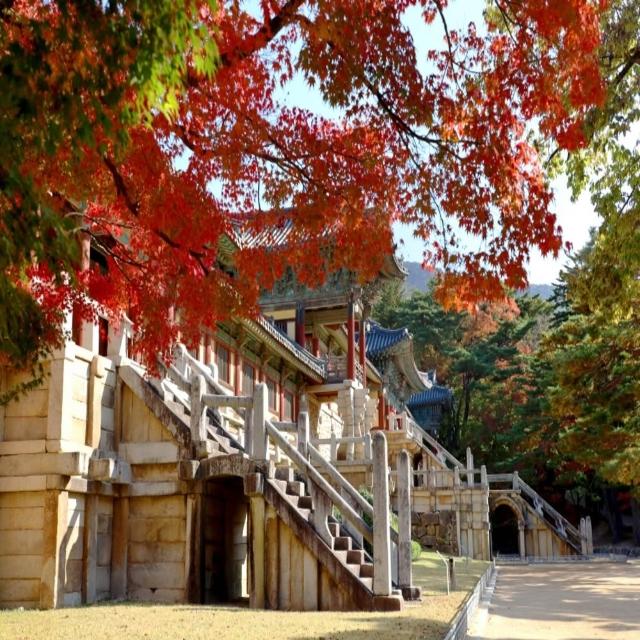 【喜鴻假期】★不進人蔘保肝．楓采釜山５日★韓服賞楓、雲谷書院銀杏、粉黛亂子草、長腳蟹、天空膠囊列車