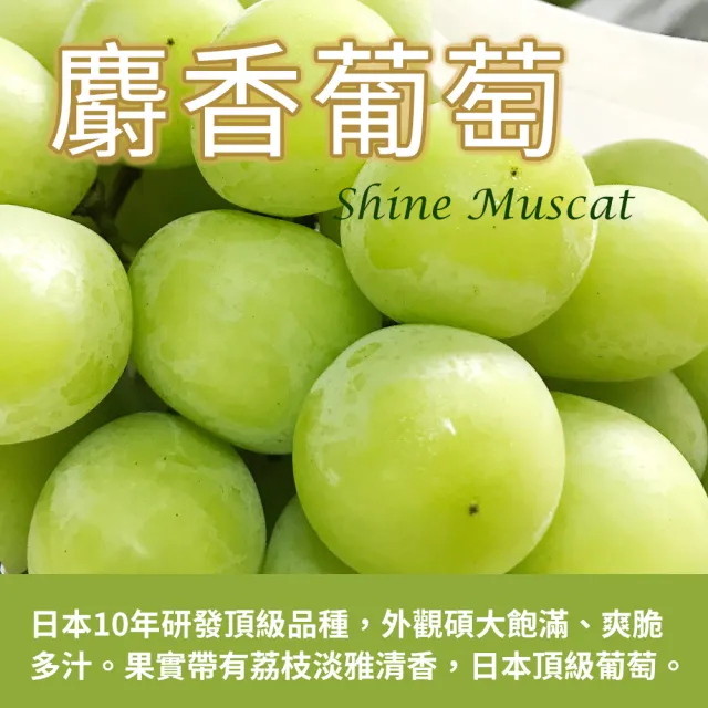 【甜露露】日本長野縣/山梨縣麝香葡萄L x1盒(591-660g/串 產地隨機出貨)