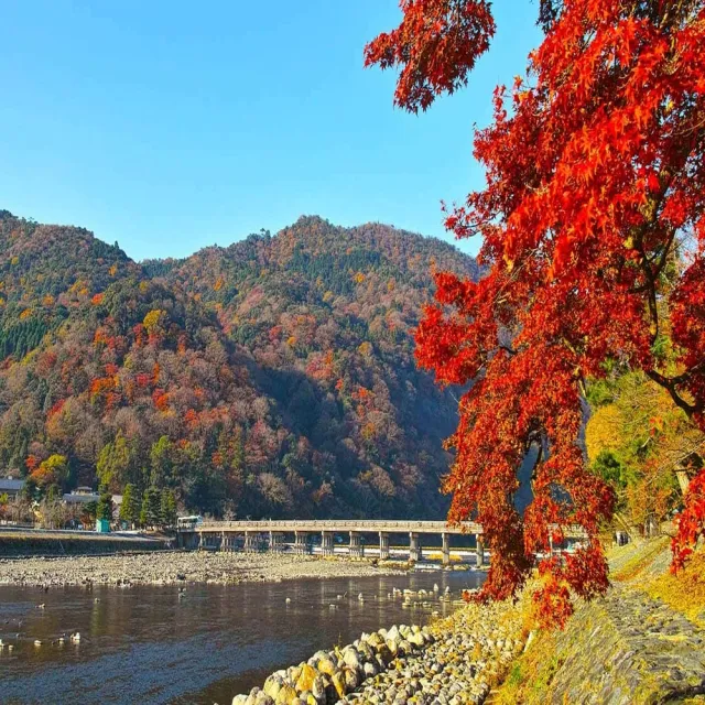 【喜鴻假期】★京楓漫旅5日★京都賞楓-清水寺、和服體驗、合掌村、金閣寺、勝尾寺、錦市場、螃蟹吃到飽