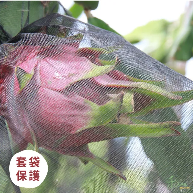 【禾ME】特大紅肉火龍果5斤1盒(約5-6顆)雙十一組合