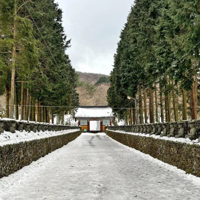 寒假春節~易起濟州冬雪五日-漢拏山賞雪、島中島牛島、森林小火車、羊駝牧場體驗(早去晚回)