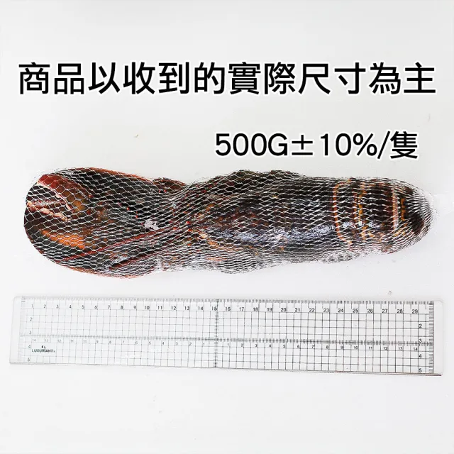 【築地一番鮮】高壓(生凍)波士頓龍蝦500g-任選