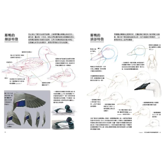 「momo獨家」賞鳥×手繪一次入門套書